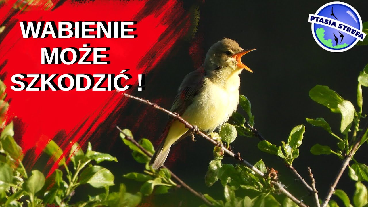 Wabienie a stymulacja.