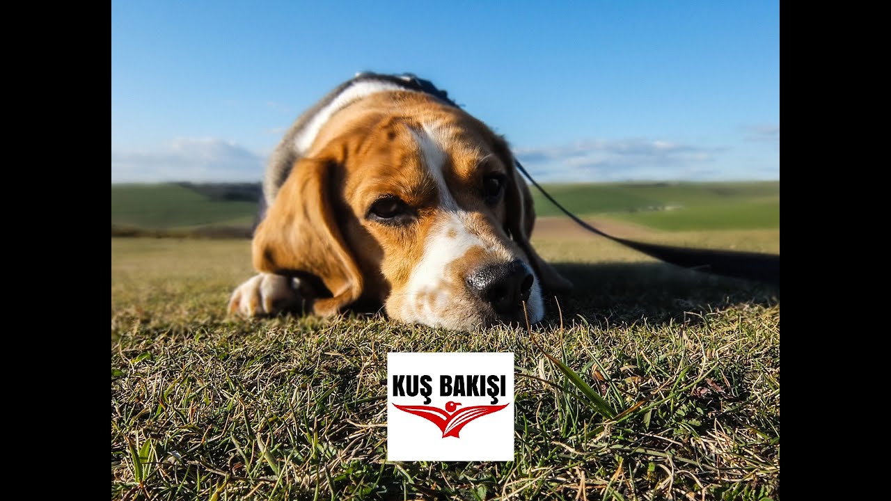 BEAGLE - Köpek Cinsleri Hakkında Bilgi