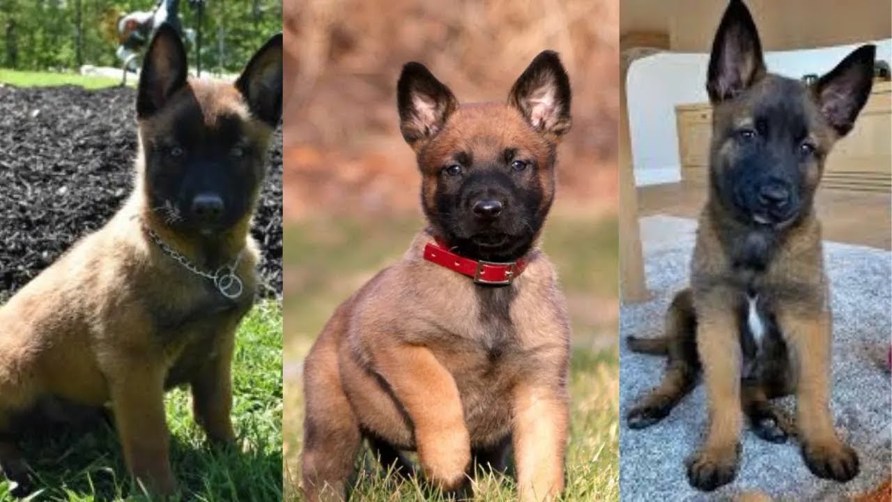 Belgian malinois puppies | Funny and Cute dog compilation in 2025