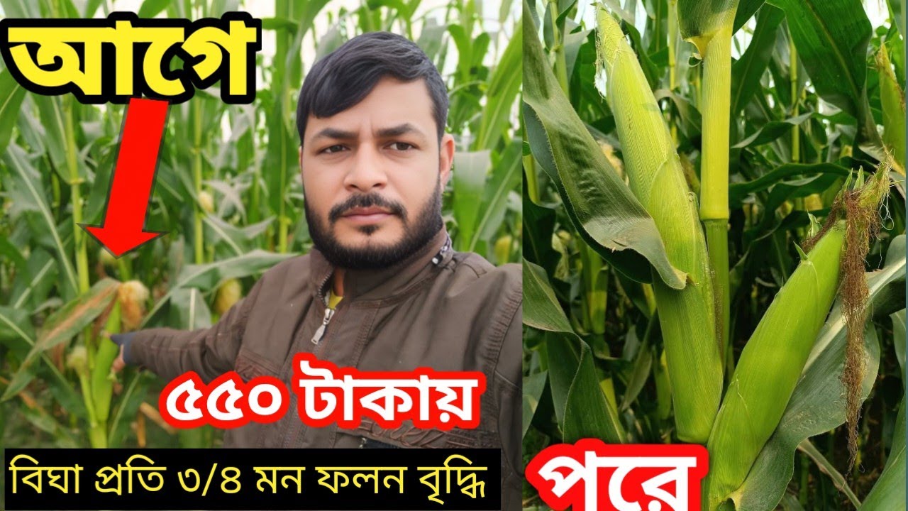 ভুট্টার ফলন বাড়ানোর ২টি গোপন কৌশল মাত্র ৫৫০ টাকায়।