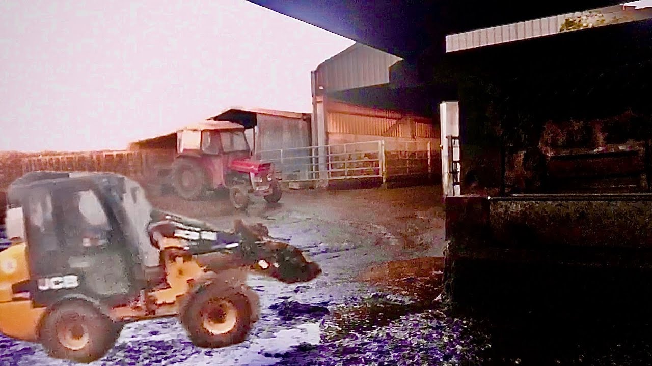 Уборка коров на экскаваторе Massey Ferguson 135.