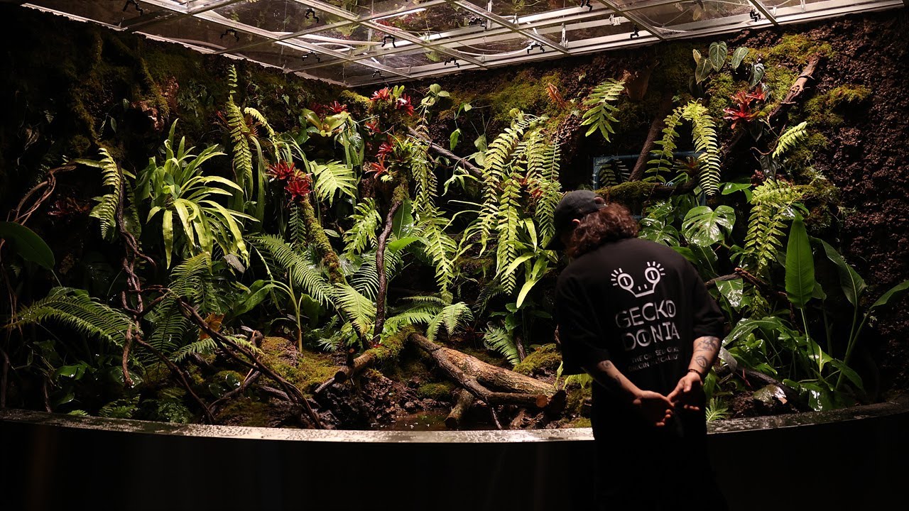 실내에 초대형 뉴칼레도니아 팔루다리움 만들기 Building a 3 meter New Caledonia Paludarium indoors