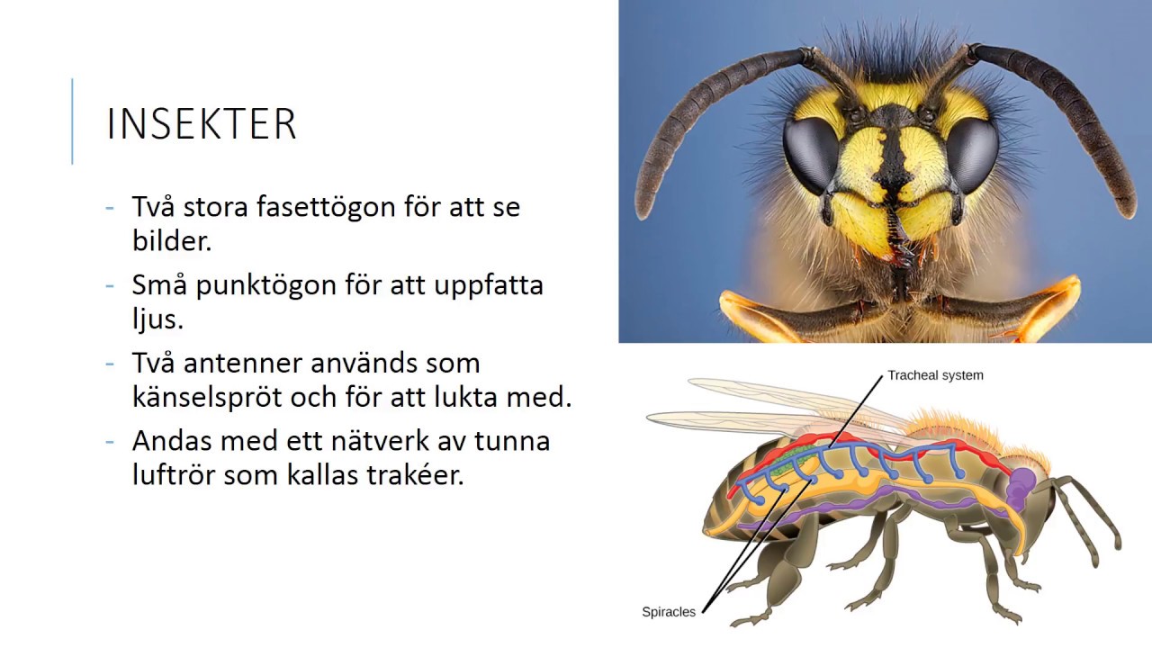 Leddjur