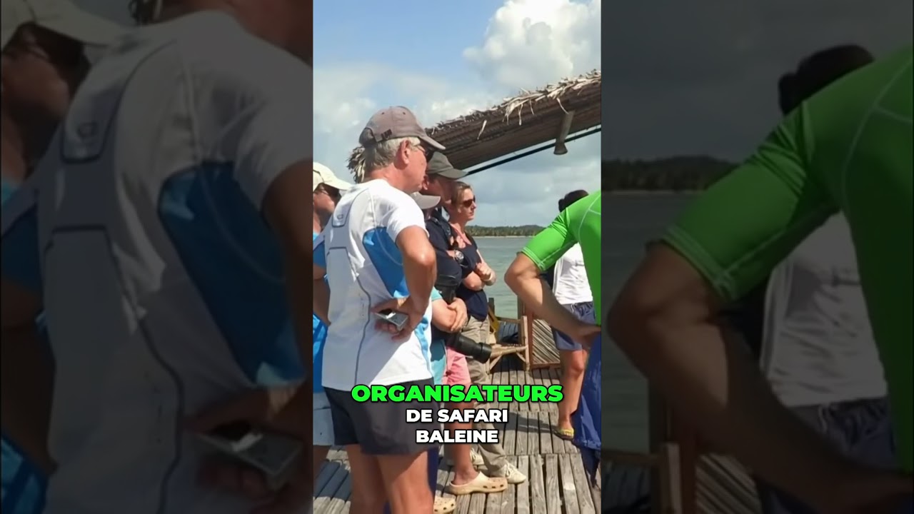 Safari Baleine : Respecter les Cétacés pour un Tourisme Durable 