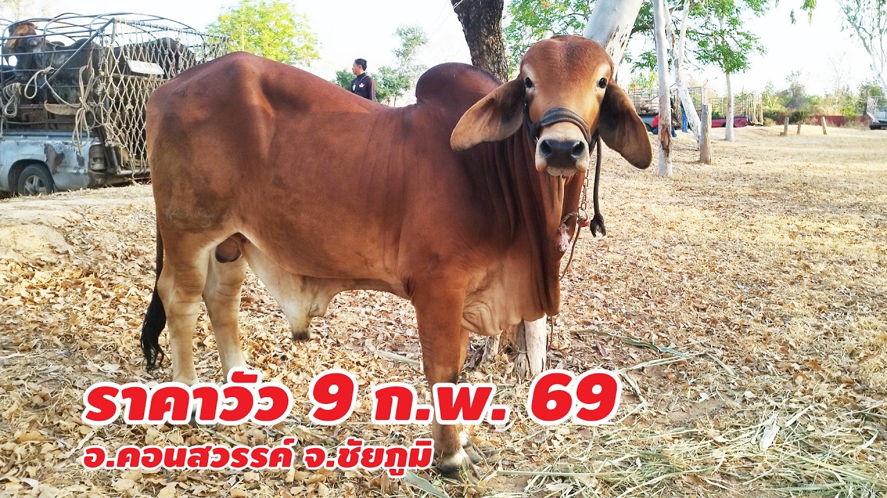 ราคาวัว 9 กุมภาพันธ์ 2569 บ.หนองขาม ต.หนองขาม อ.คอนสวรรค์ จ.ชัยภูมิ เปิดทุกวันจันทร์