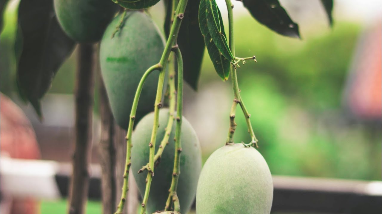 एक साल में 5 लाख एक एकड़ से आम बगीचा सघन बागवानी #india #india #fruit #gardening 