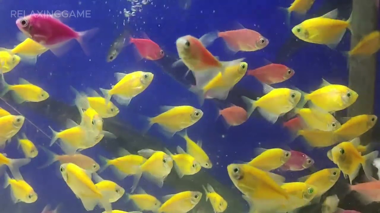GLOWFISH WITH SMALL TANK, SEPAT FISH, TAWES FISH, AQUARIUM SMALL