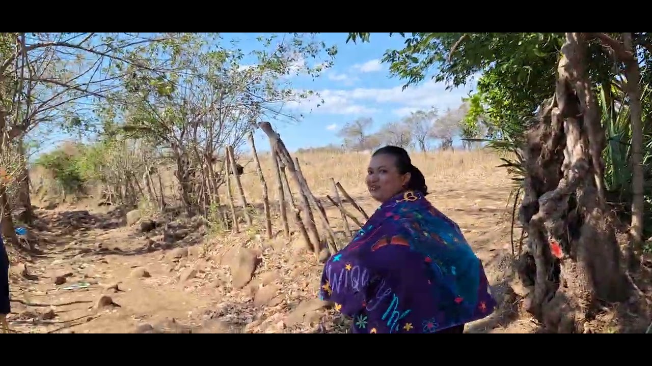 SERA QUE NOS IREMOS A BUSCAR LOS CULTIVOS DE JICAMA 