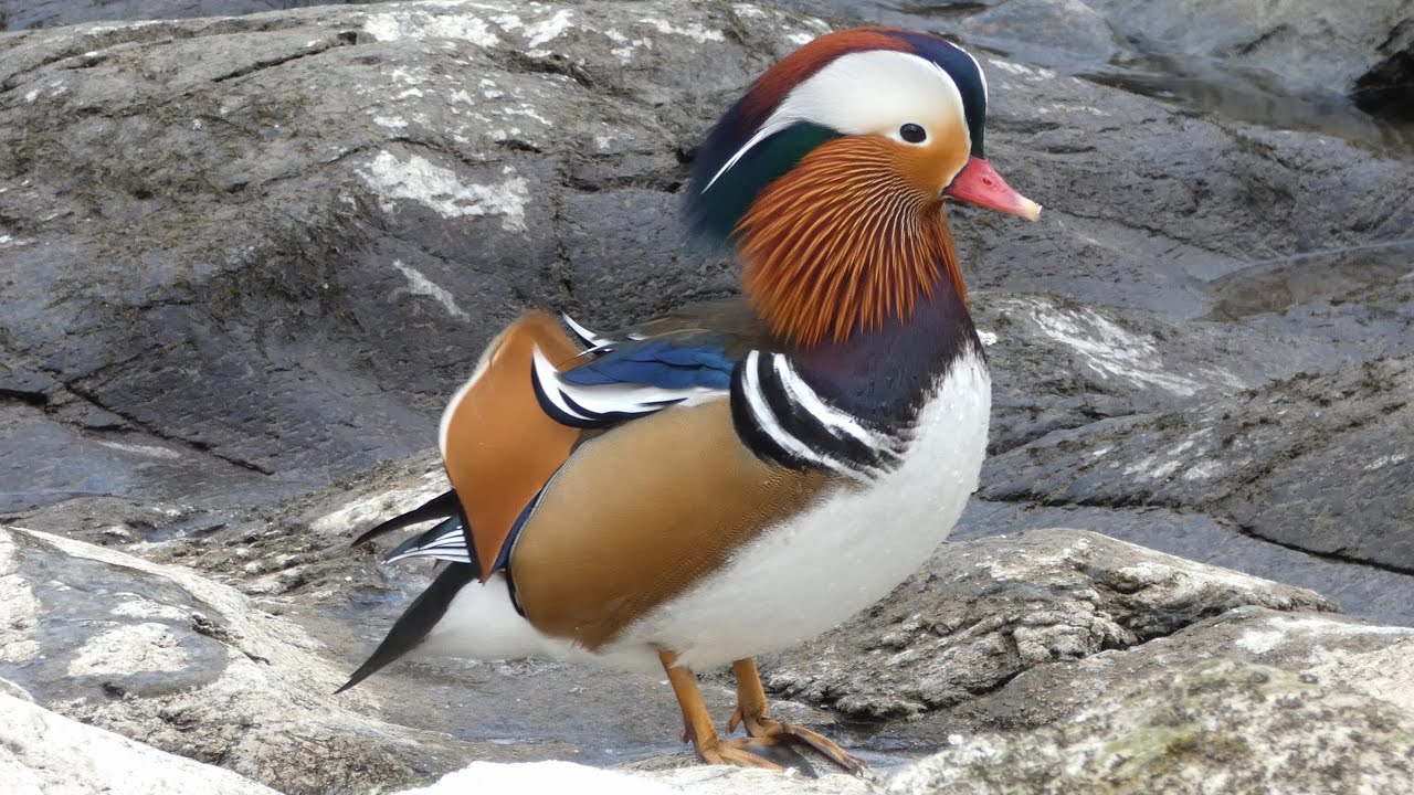 Mandarin Duck (Aix galericulata) visits his extended family and is surprised by the quarrelling (4K)