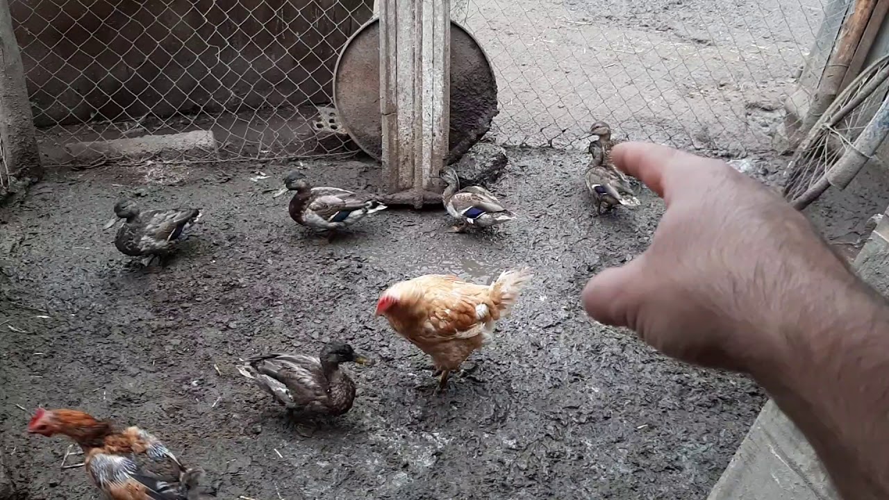 Tél előtti teendőm