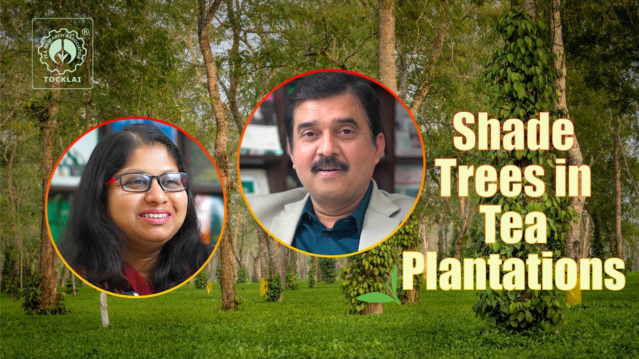 Why Tea Needs Trees : The Importance of Shade trees in tea cultivation