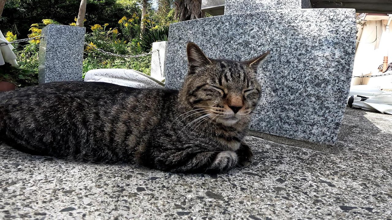 【田代島】【猫島】もしかして本のように沢山の文字を見ると眠たくなる？