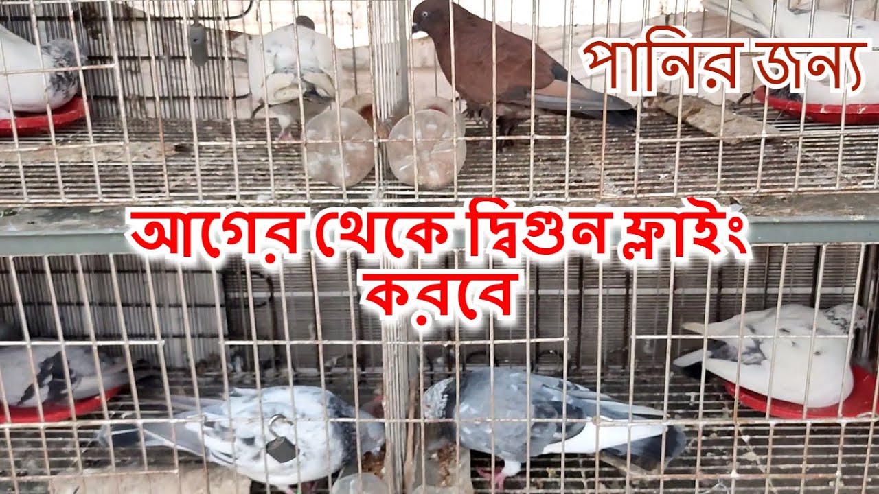 kobutor oranor shathik niyam কবুতর উড়ানোর সঠিক উপায় | Pigeon Lover Omar