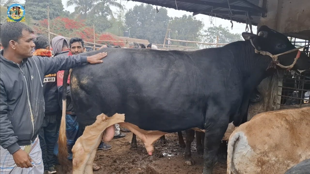 @ শনিবার ২৭/১২/২০২৫|| হাটের শুরুতেই মাংসের ও পালার ষাঁড় গরুর কেনা-বেচা কাহারোল হাটে||