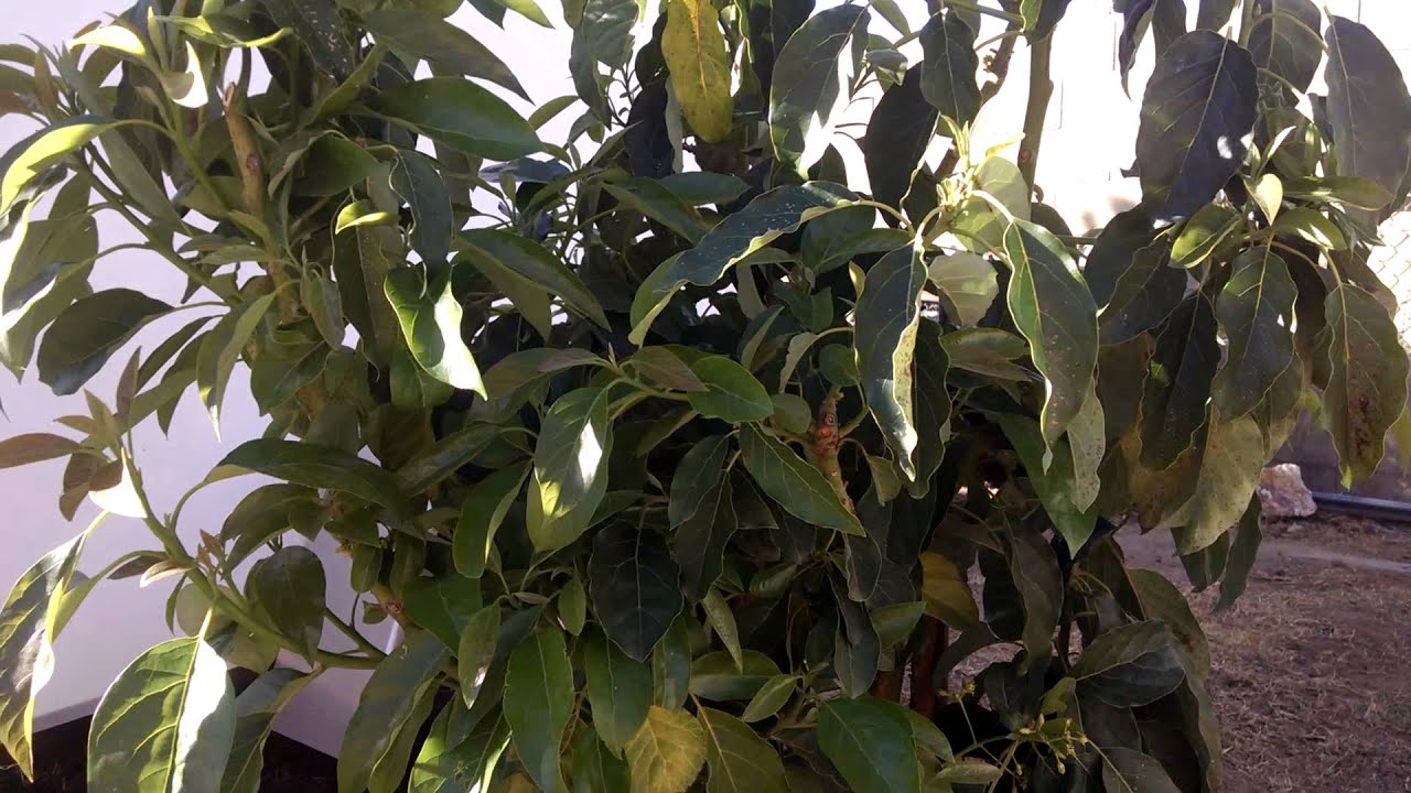 Avocado Tree Branches - Sunburn Or Mere Dehydration