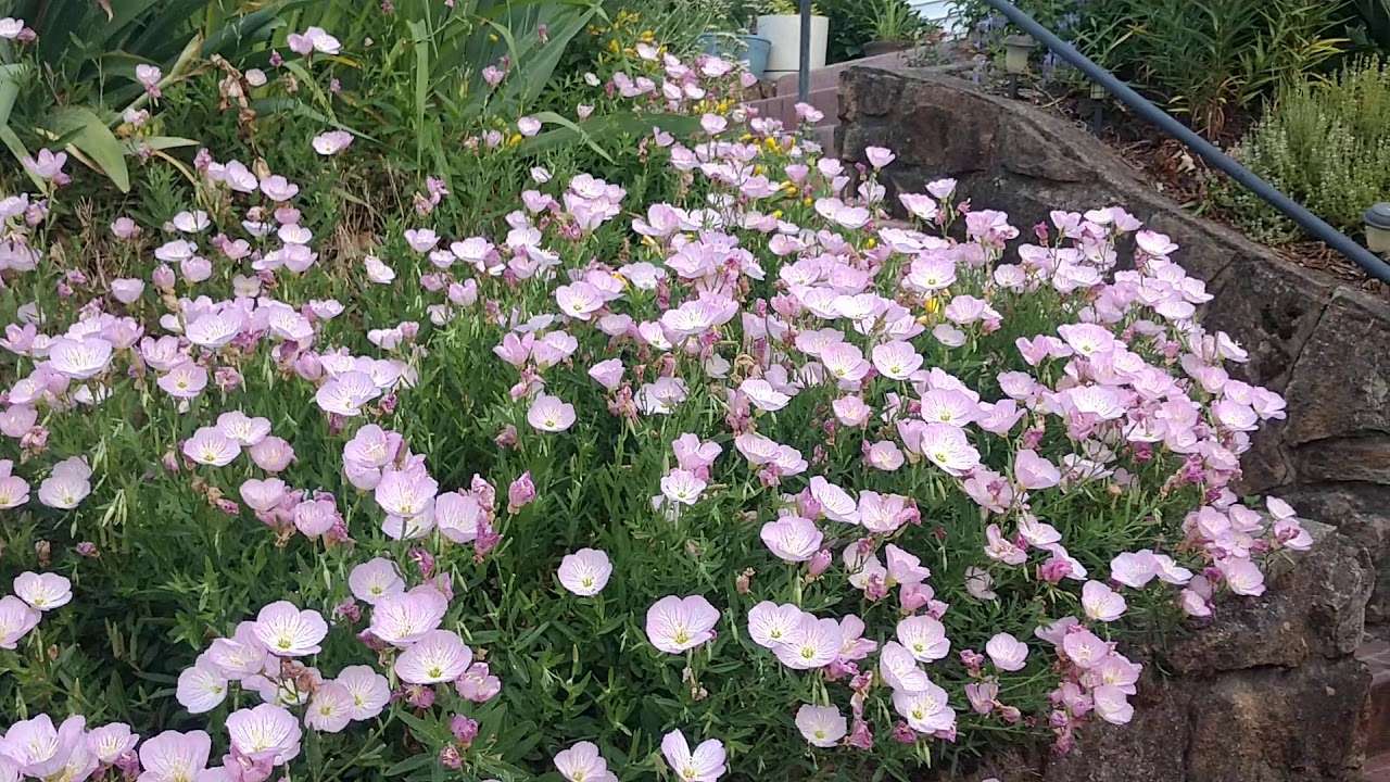 Pink Primrose, the perfect plant for a sloping flower bed