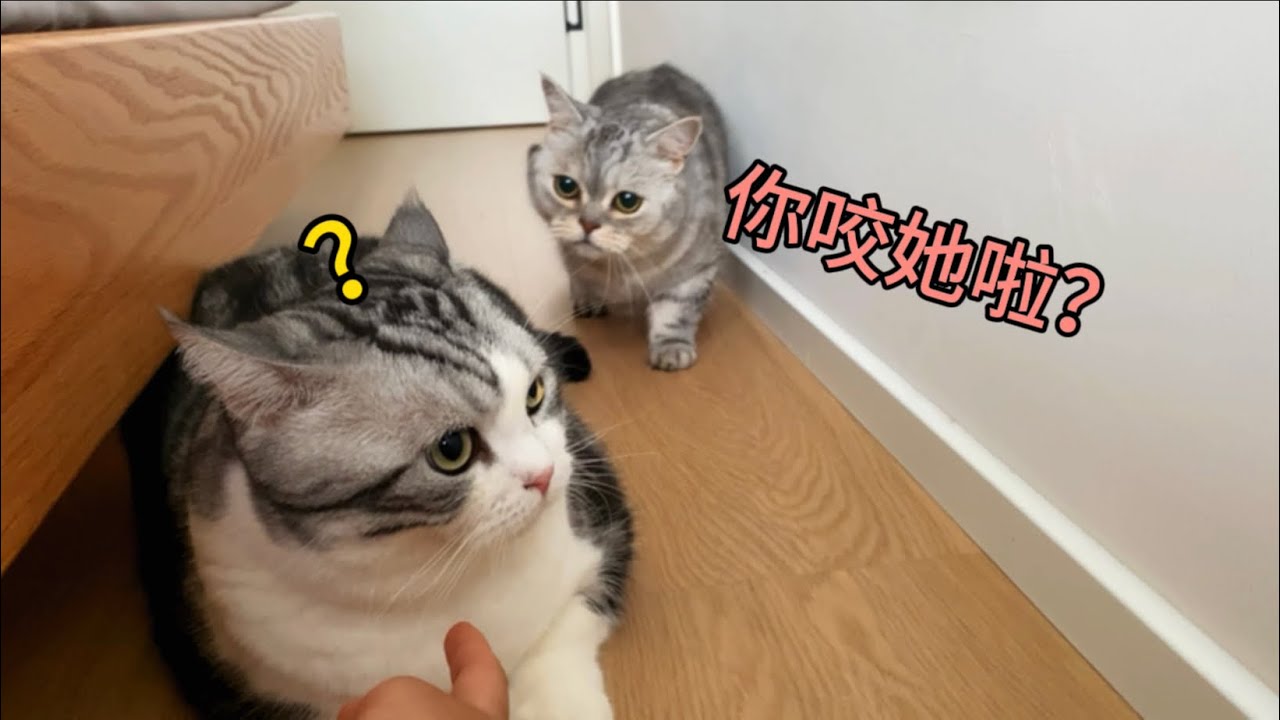 把我當崽了？我一尖叫！小母貓就會暴打我身邊的貓！