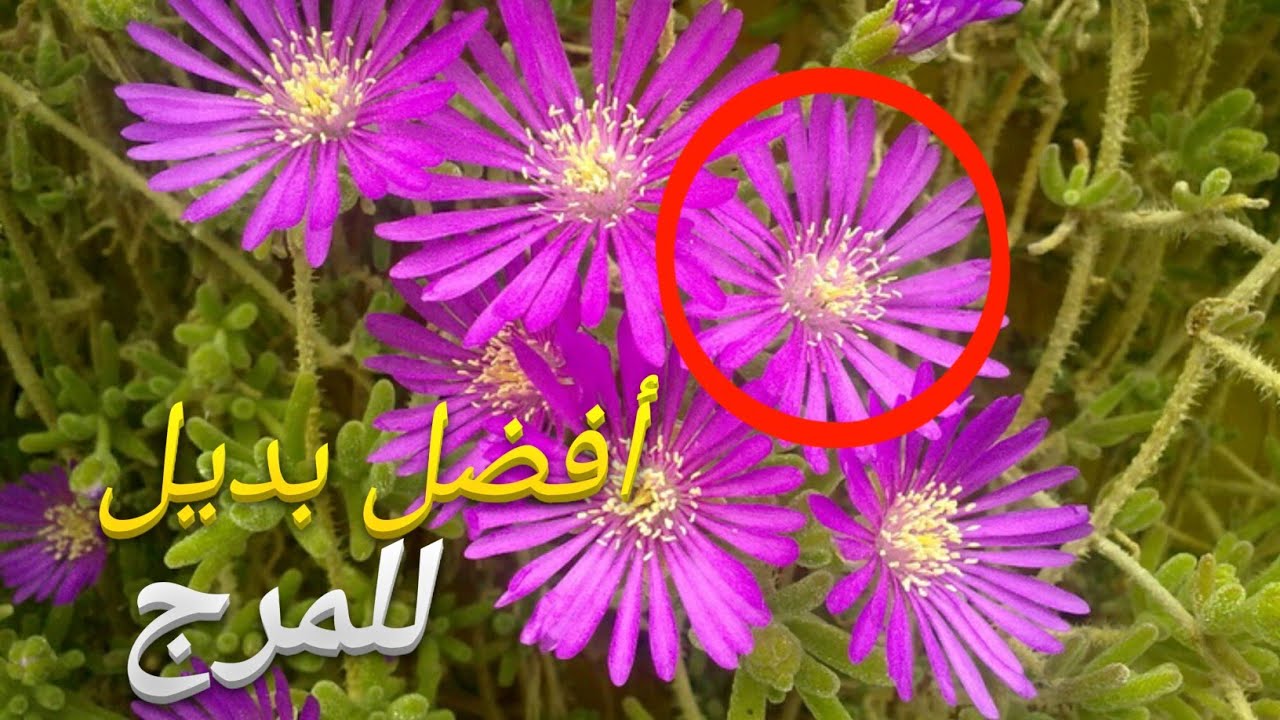 أسرار زراعة نبات الثلج أفضل مغطي للتربة