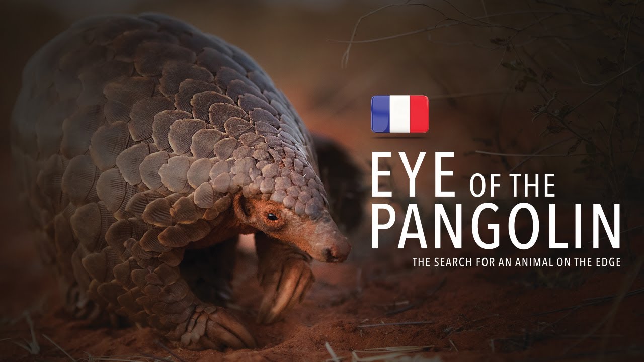 &OElig;il du pangolin. Fran&ccedil;ais. Film officiel [HD]. La recherche d'un animal sur le bord.