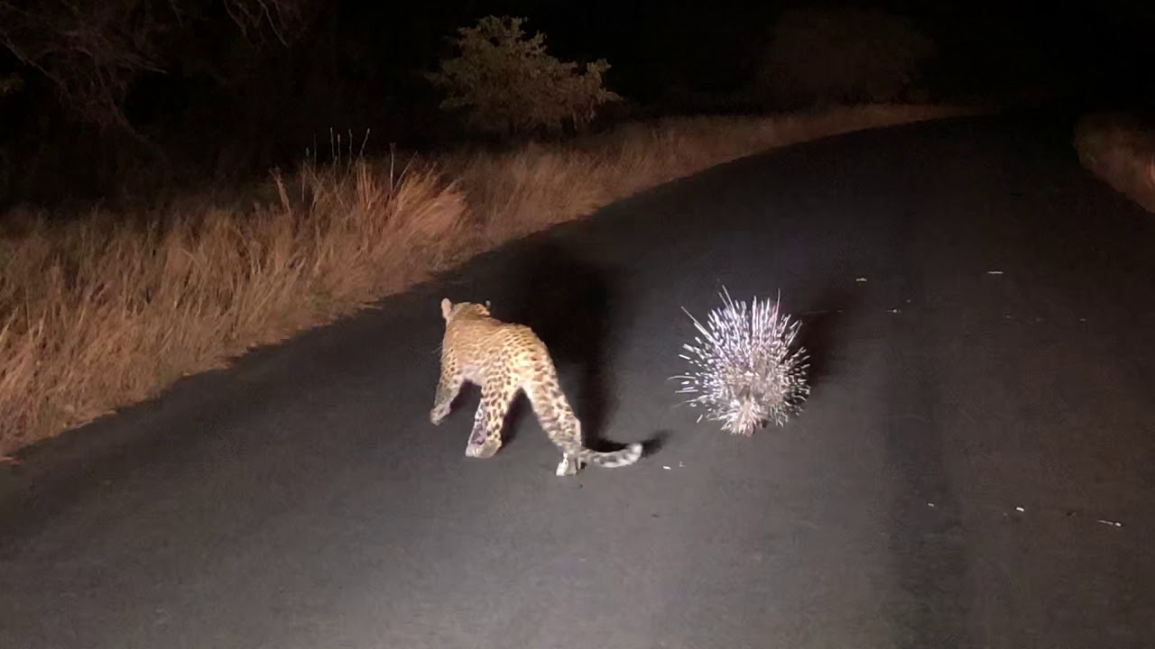 Porcupine and Leopard investigation | Gerrit Meyer | Rhino Post Safari Lodge