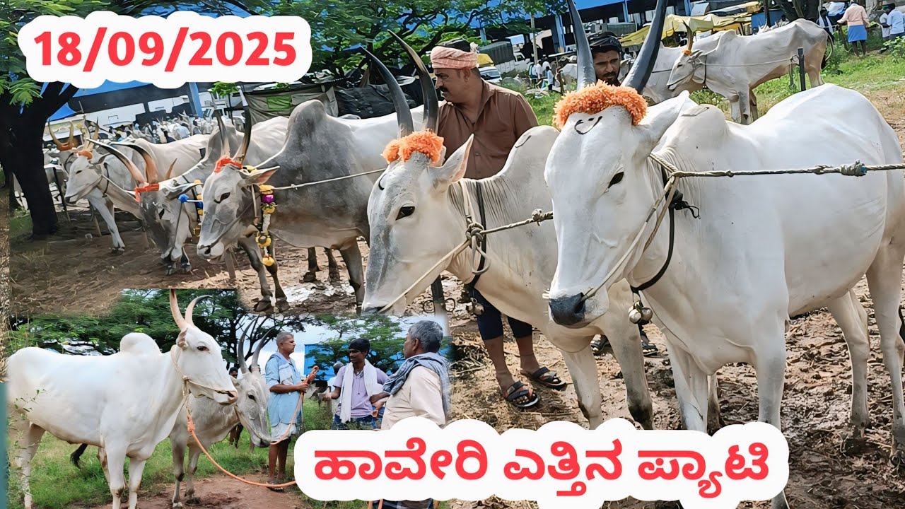 ಹಾವೇರಿ ಎತ್ತಿನ ಪ್ಯಾಟಿ || Haveri Bulls Market || ಪ್ರತಿ ಗುರುವಾರ ಬೆಳಿಗ್ಗೆ #haveribullsmarket 