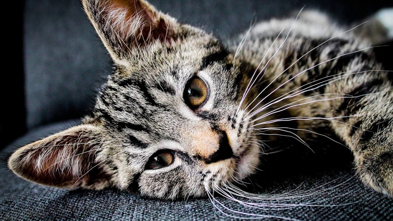 1 Hour Relaxing Piano Music ~ Cute Animal Edition: Beautiful Music, Sleep Music, Study Music~Vol II