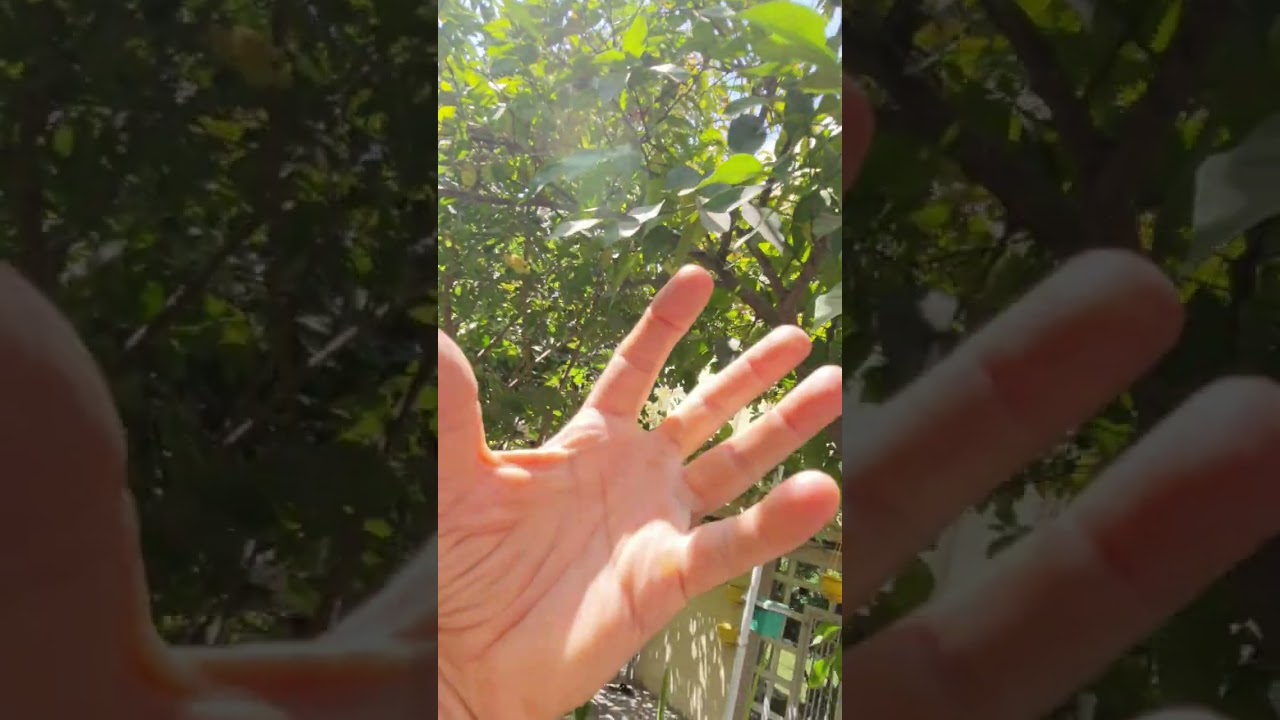 كل شجرة تنمو تساهم في تنقية الهواء الذي نتنفسه ⚘️جنتي حديقتي⚘️