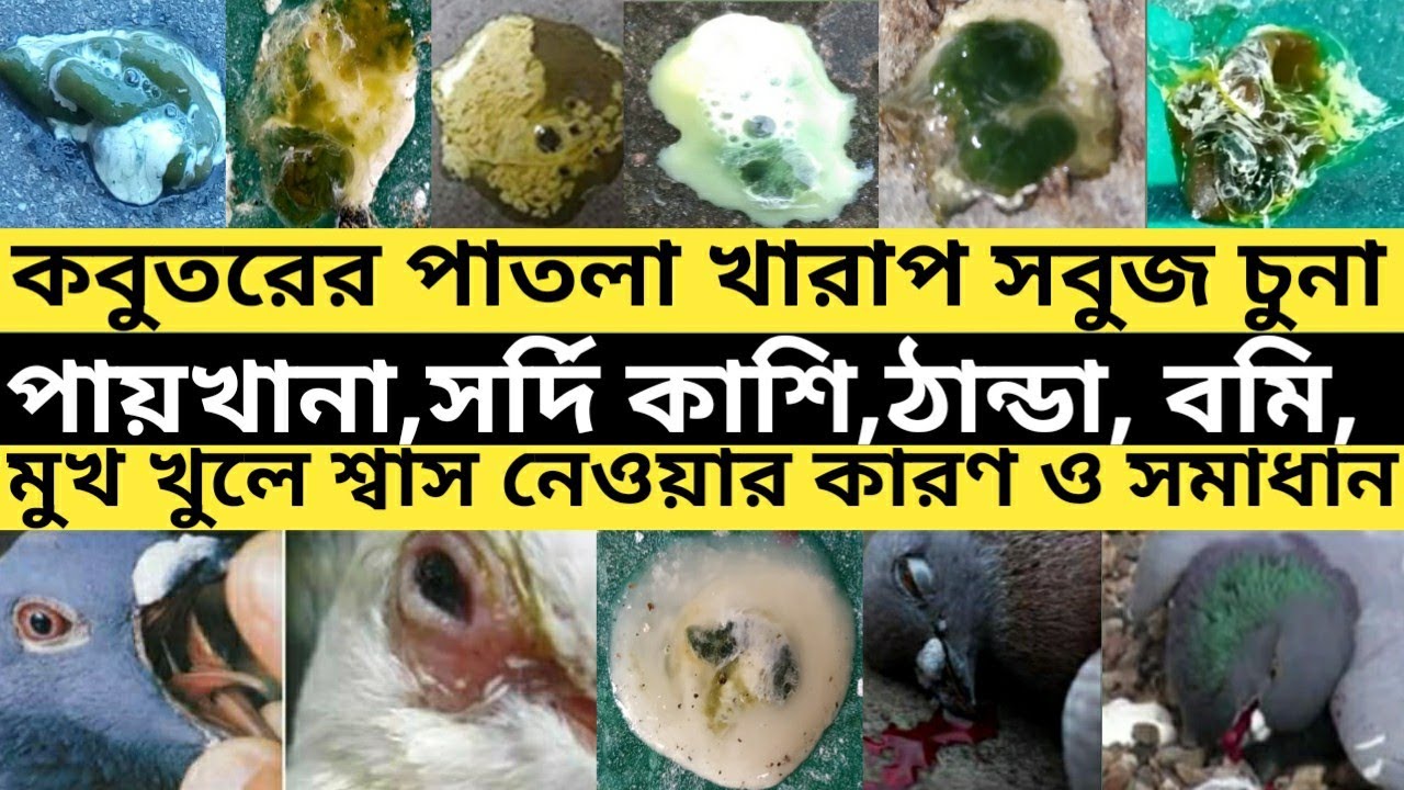 কবুতরের খারাপ পাতলা সবুজ চুনা পায়খানা,ঠান্ডা,সর্দি কাশি,বমি,মুখ খুলে শ্বাস নেওয়ার কারণ ও সমাধান