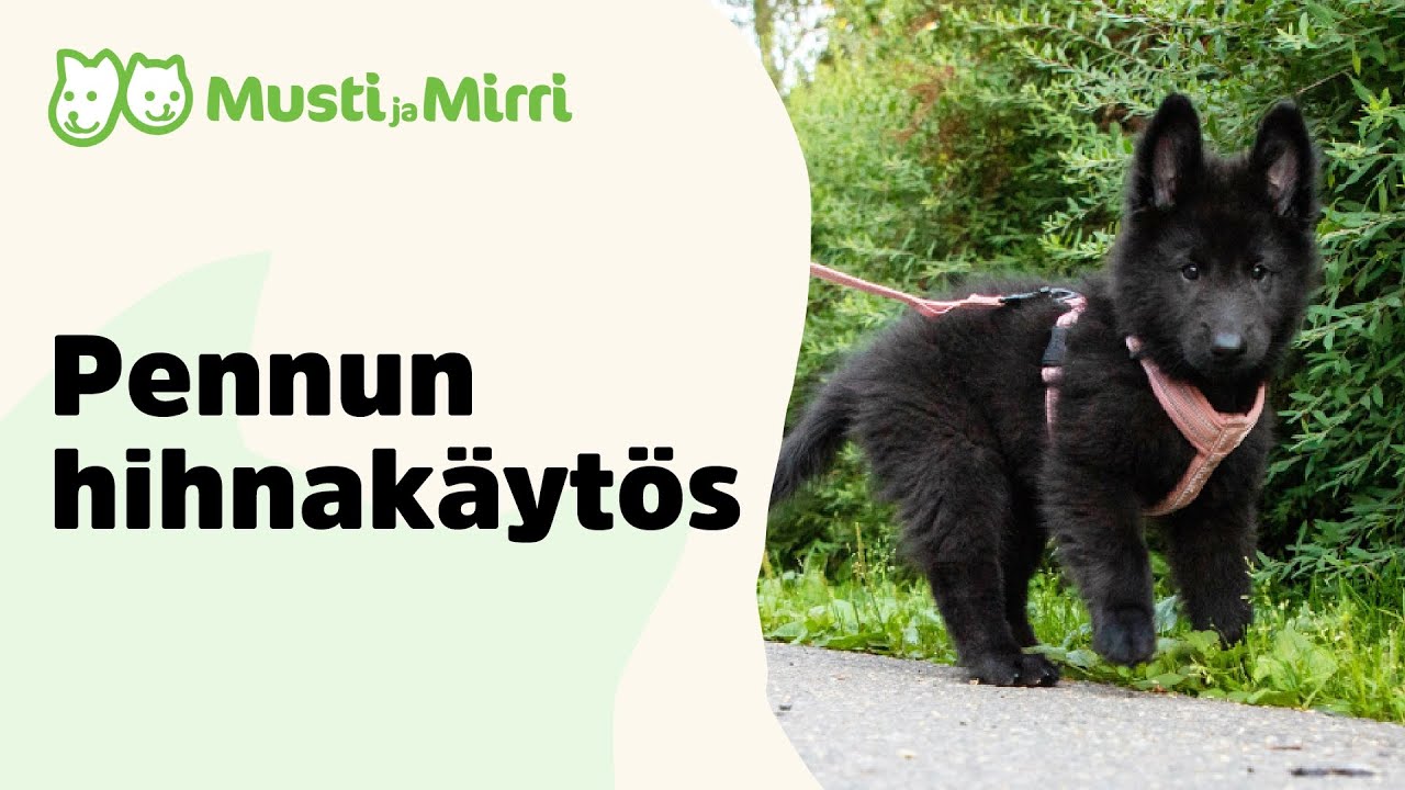 Pennun hihnakäytös