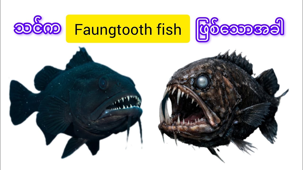 Faungtooth fish​ဖြစ်ရတဲ့ဒုက္ခ