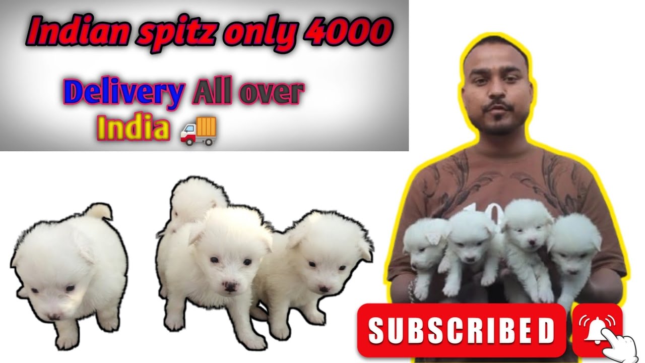 Low price Spitz puppy|| Indian spitz puppy only 4000 rupees|| Low price indian spitz dog 🐕