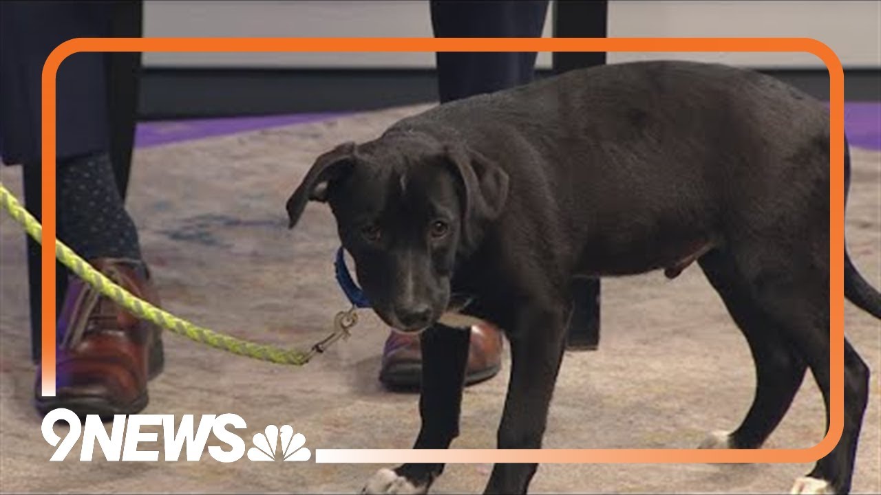 Petline 9 | You're going to want to eat up Muffin!