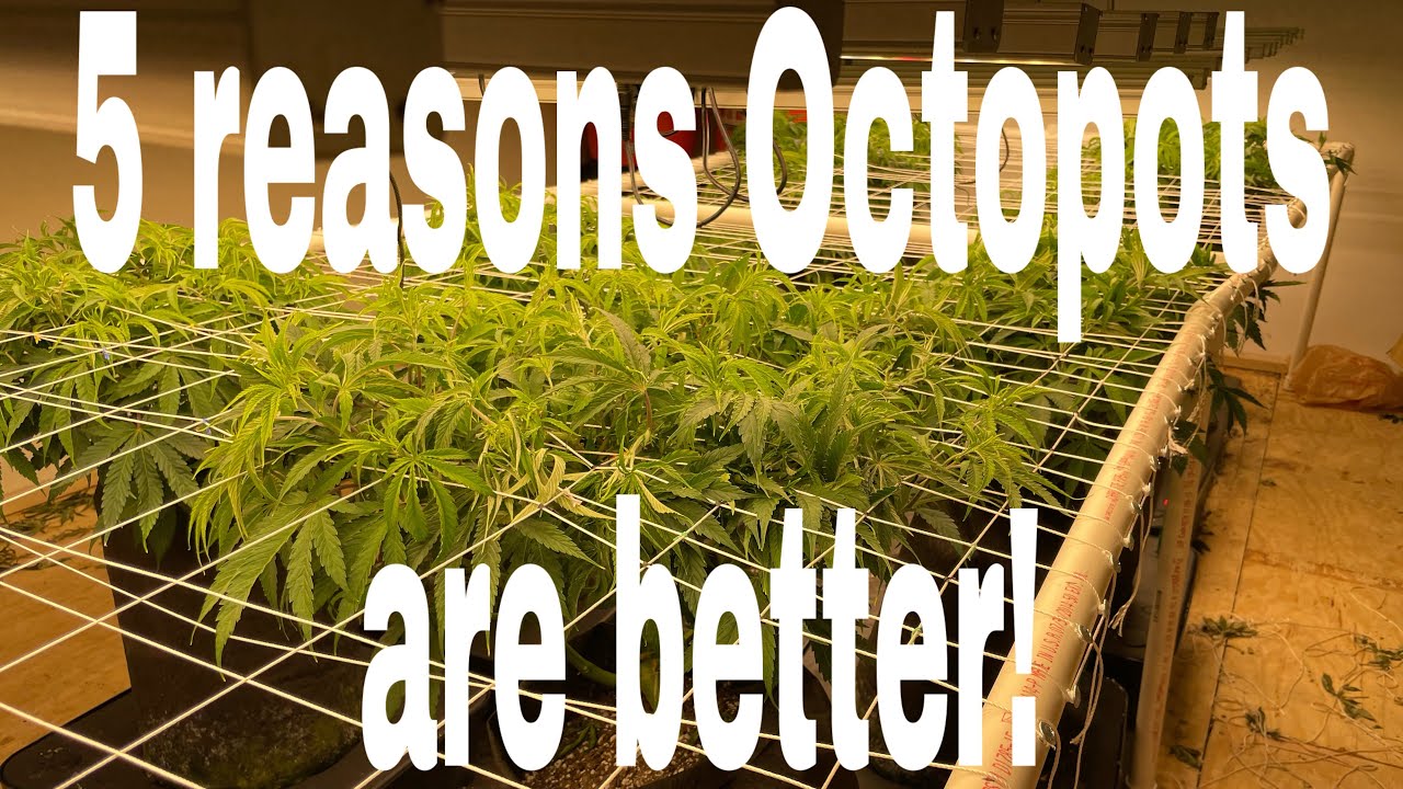 5 reasons Octopots are better!