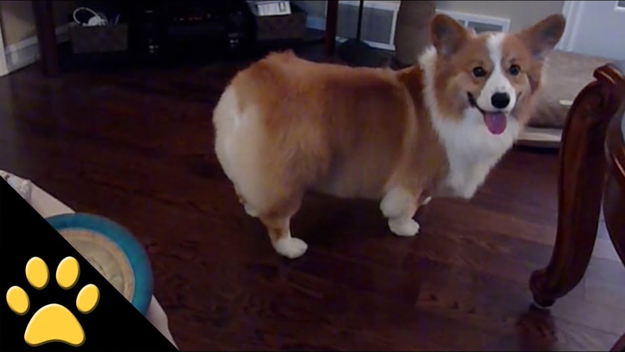 Corgis Are Awesome: Compilation