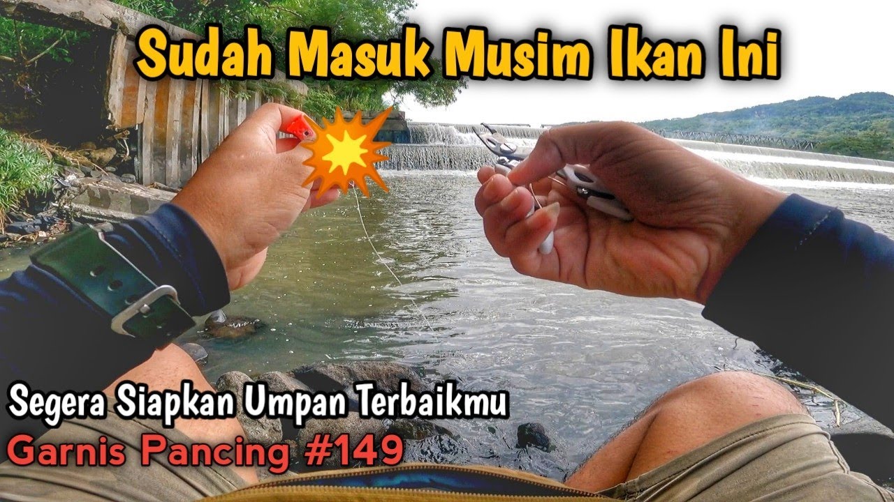 Panen Strike‼️Sudah Masuk Musim Ikan Ini, Siapkan Umpan Terbaikmu 🤩 || Garnis Pancing #149
