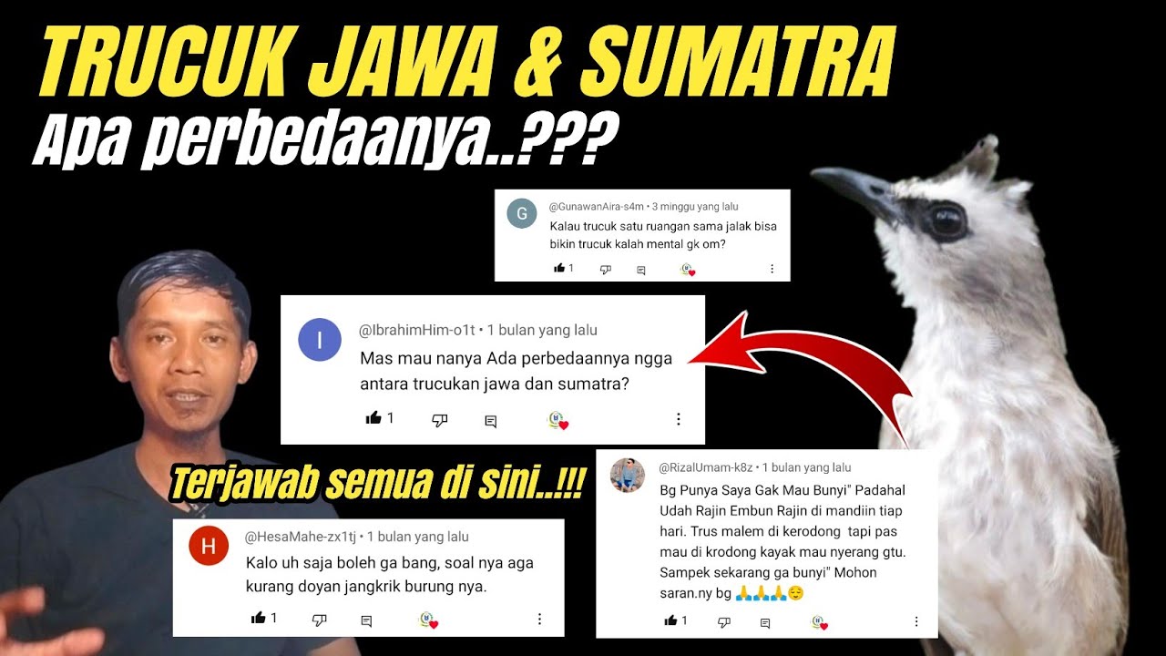 Mantap..! KUPAS TUNTAS BURUNG TRUCUKAN‼️