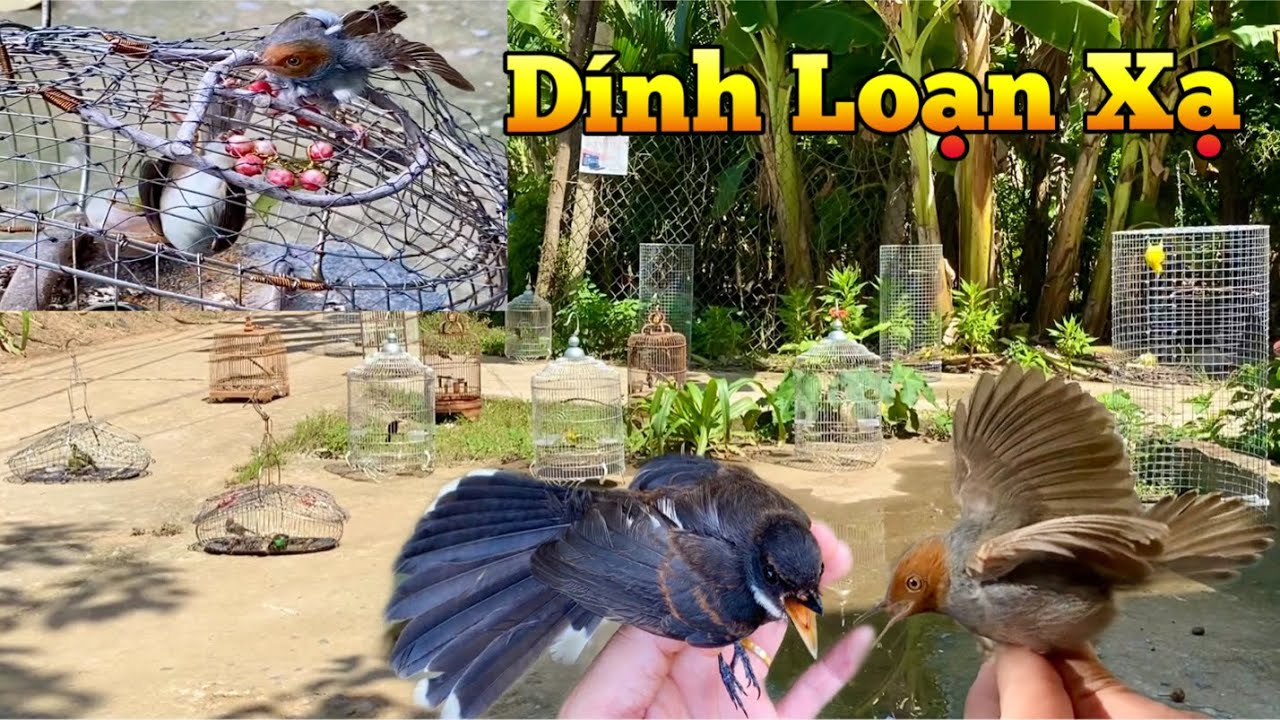 Bẫy Chim Sâu Đầu Đỏ. Buổi Sáng Đem Hết Chim Ra Tắm Phơi Nắng.Thả Choè Than Vào AVI | Chiểu Trần Vlog