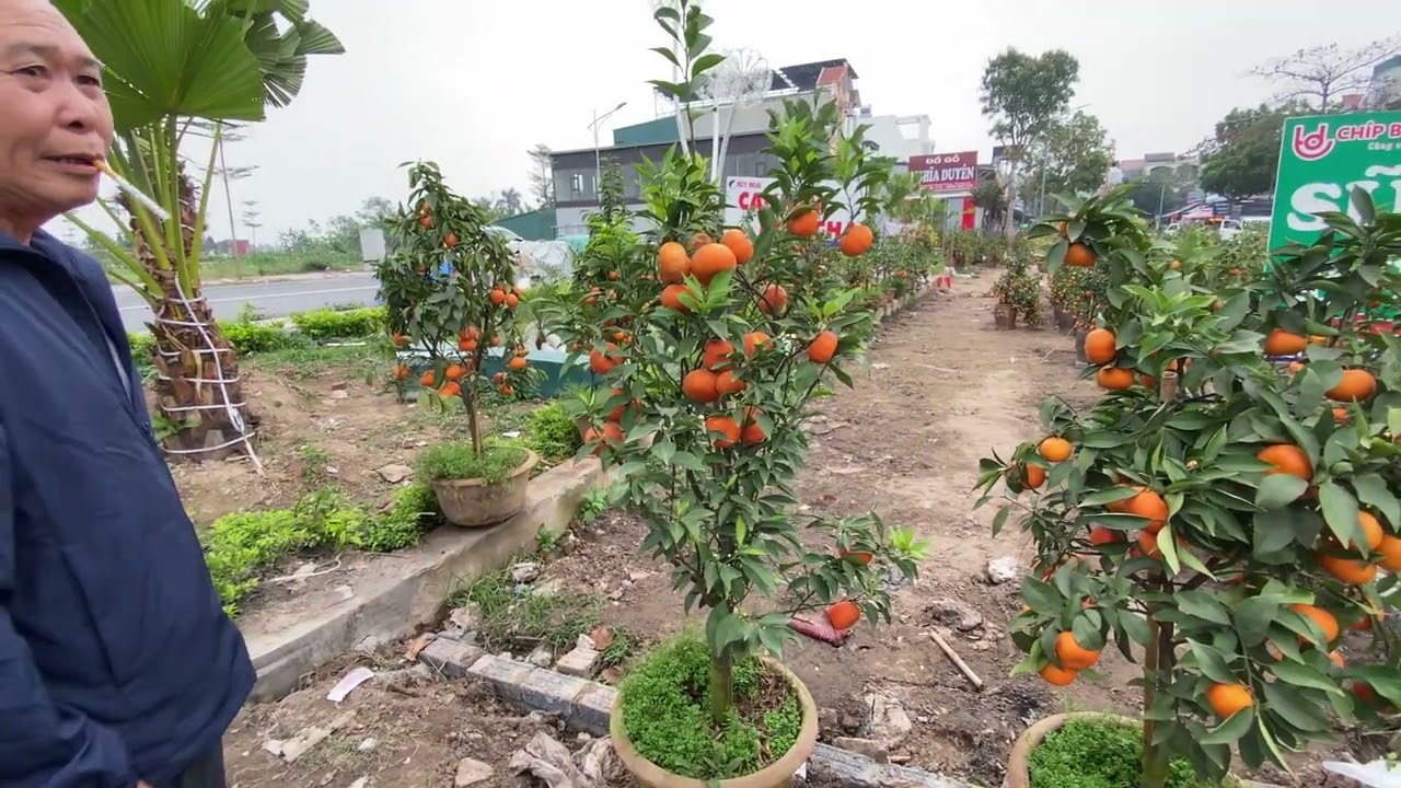 chợ chiều thôn thái vũ thư thái bình - ngày 23 âm lịch 2026