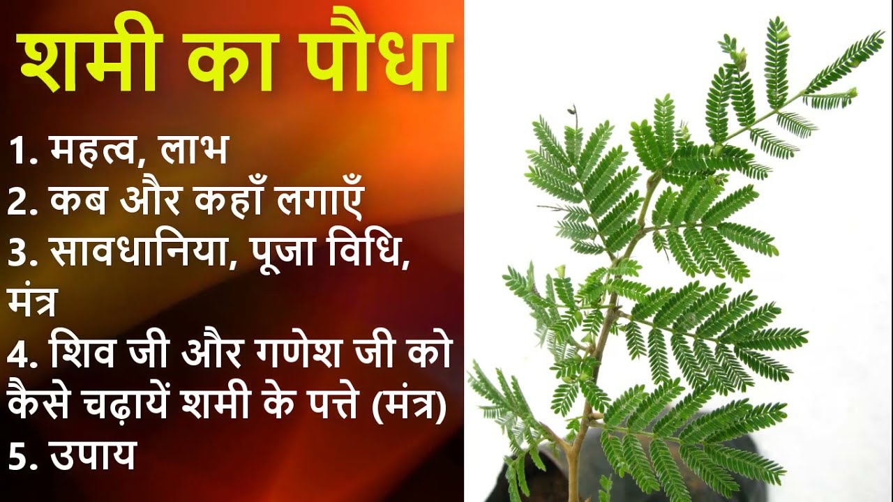 शमी के पेड़ को घर में लगाने के फायदे और पूजा विधि | शमी का पौधा किस दिन, कहाँ और किस दिशा में लगाएं