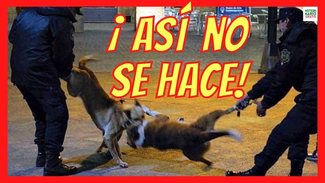 ¿CÓMO SEPARAR A DOS PERROS QUE SE ESTAN PELEANDO?🚨¿CÓMO DETENER UNA PELEA DE PERROS?