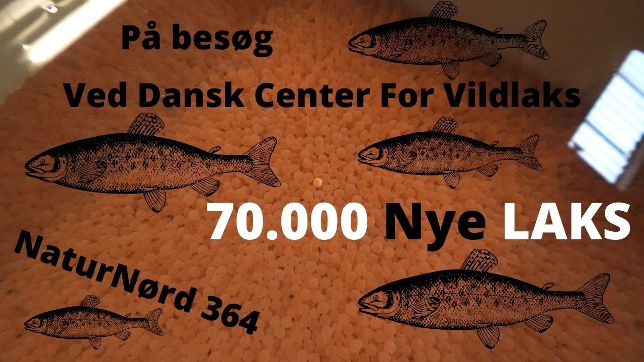 NaturNørd 364. Besøger 70.000 kommende laks til Varde å. !!!!!!!