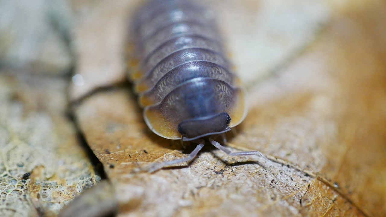 Cubaris spec. 