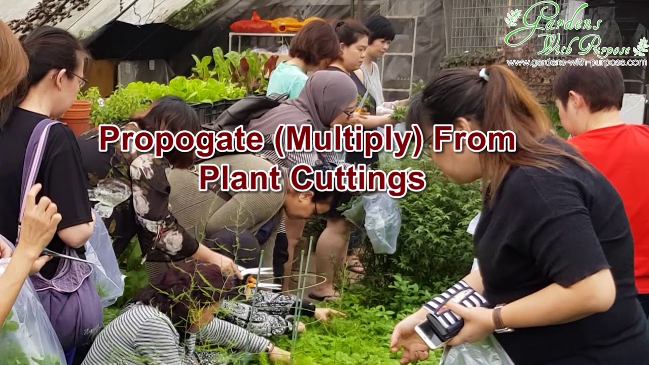 SkillsFuture Credit Eligible Workshop: 1 Day Hands-On Grow Your Own Organic Herbs & Spices