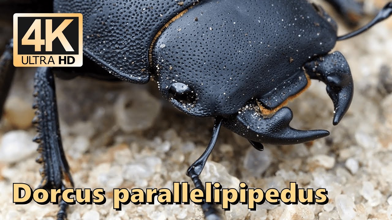 Lesser stag beetle (Dorcus parallelipipedus)