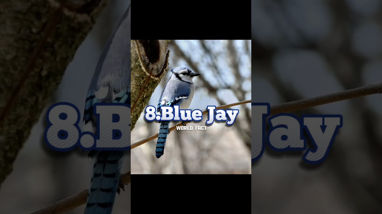 Top 10 Most Famous Birds In The World || Bird life || NaturePhotography