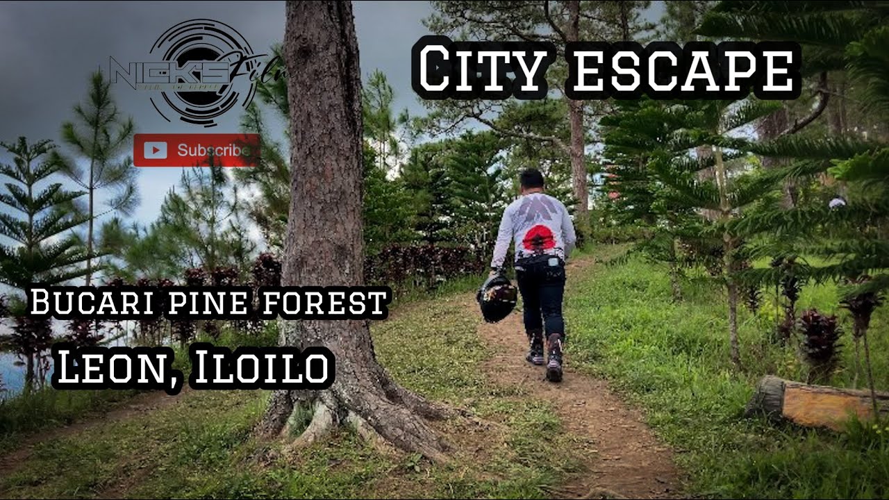 Green Day Holiday at Bucari Pine Forest