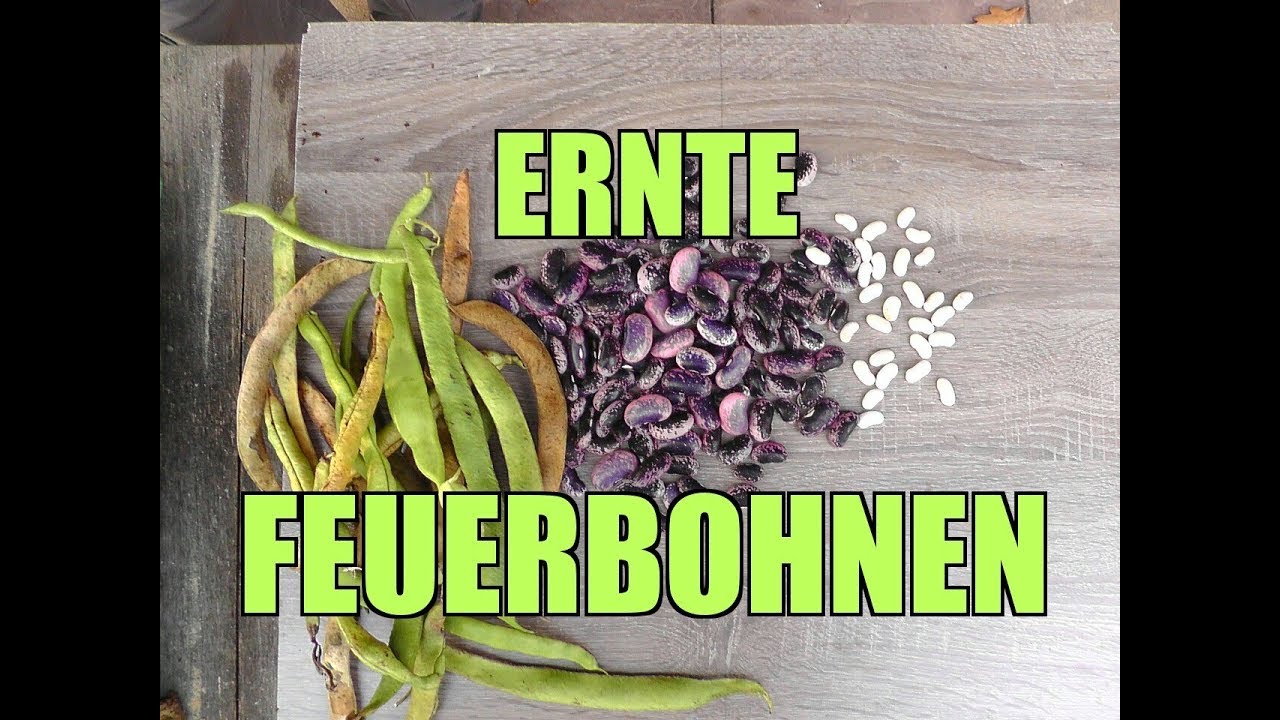 Ernte: Feuerbohnen
