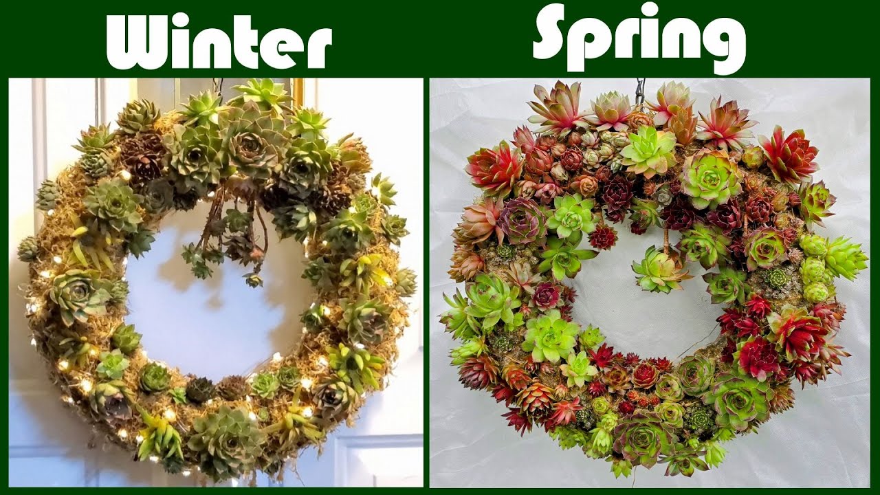 Sempervivum Wreath in different season | NJ and TX Garden