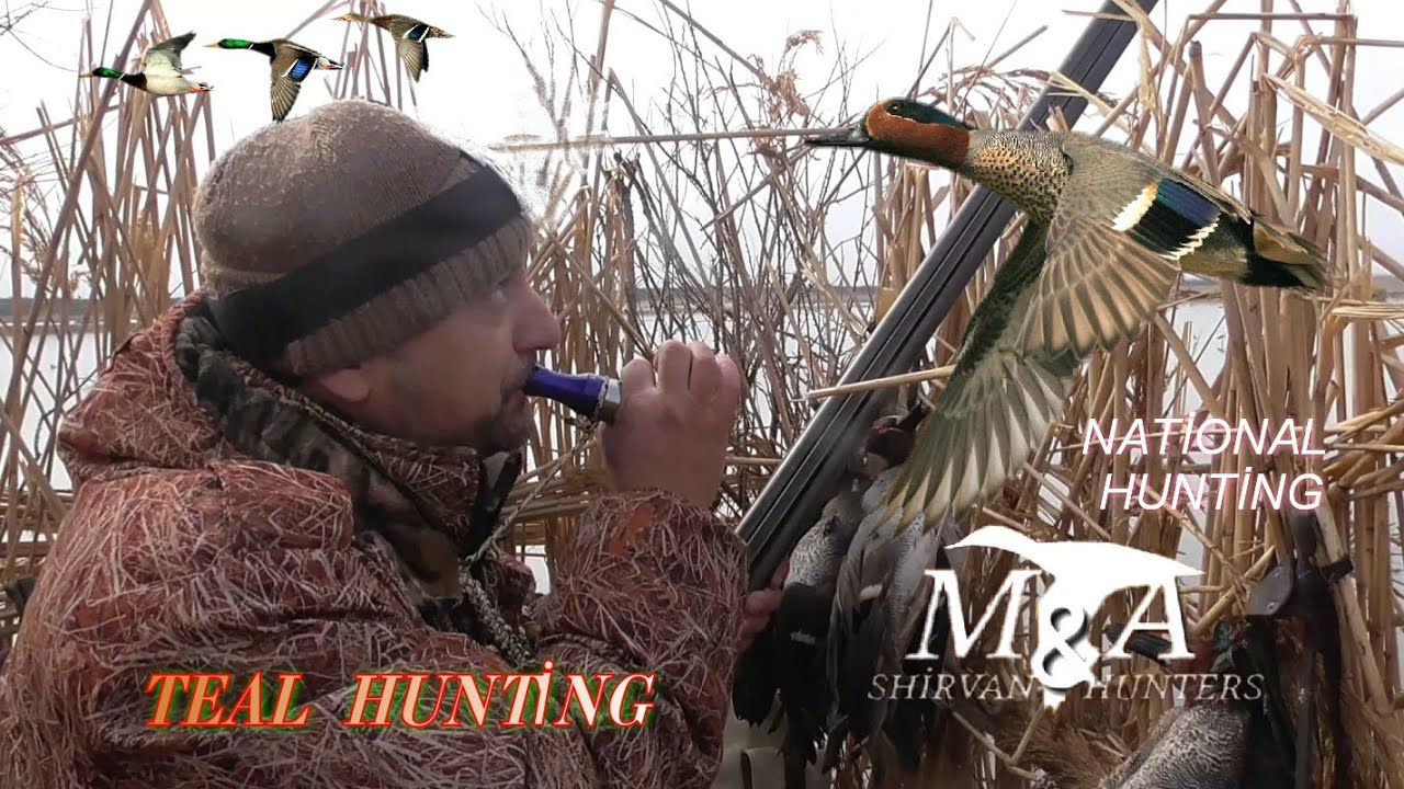 Gərəf (fit&ccedil;i c&uuml;rə) ovu-2020-Teal hunting- Охота на чирка