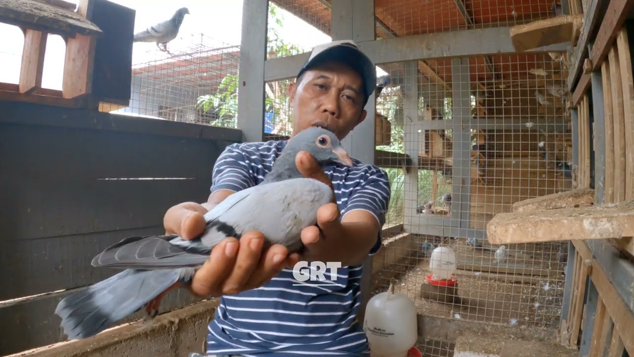 Anak (piyik) eks sumatra sudah sebesar ini sekarang